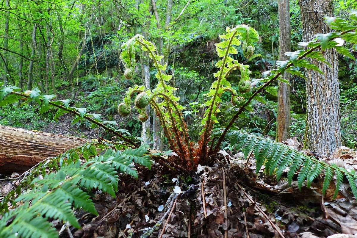 Gewöhnlicher Dornfarn (Dryopteris carthusiana), (c) Karl-Heinz Fuldner/NABU-naturgucker.de
