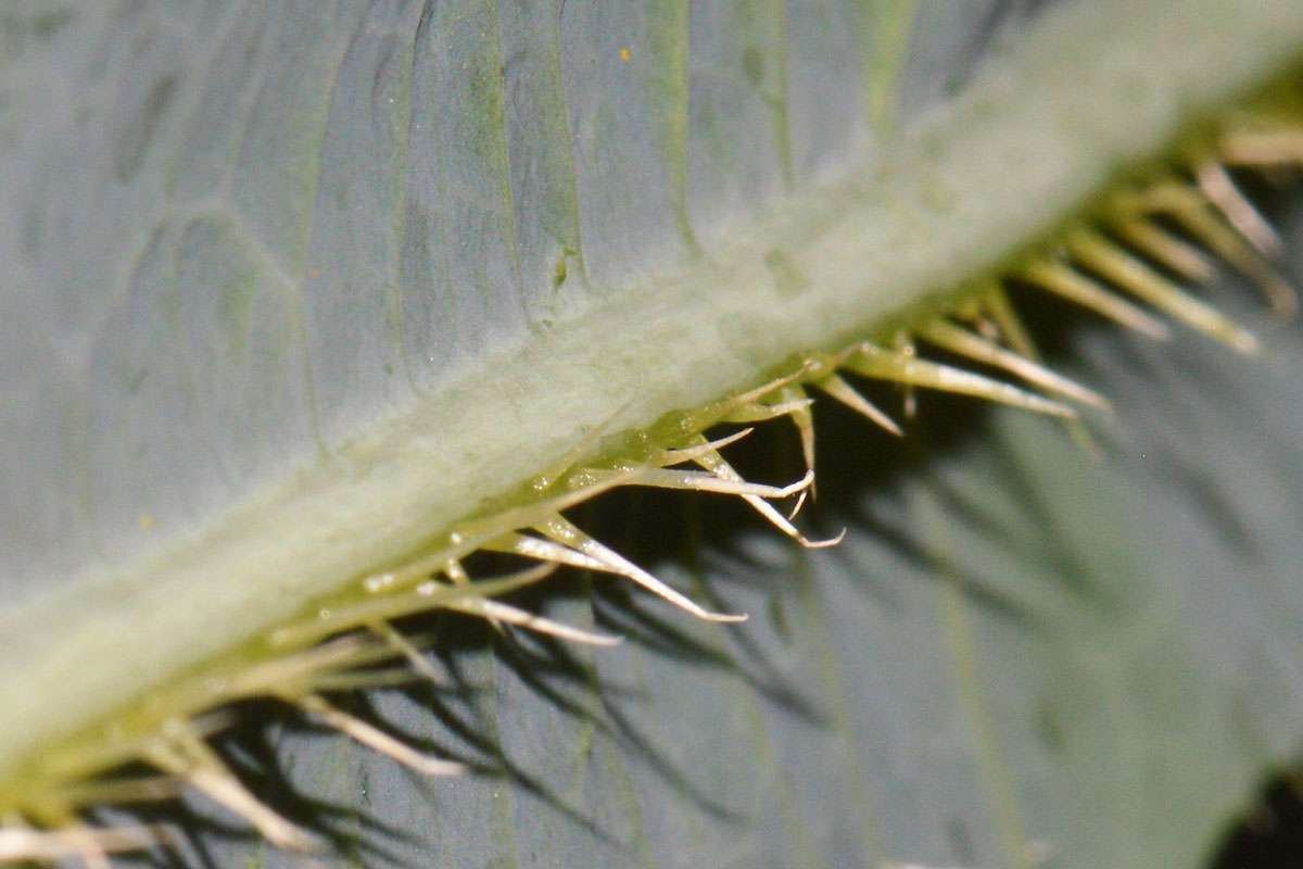 Bestimmungsrelevantes Merkmal des Kompass-Lattichs (Lactuca serriola), (c) Rolf Theodor Borlinghaus/NABU-naturgucker.de