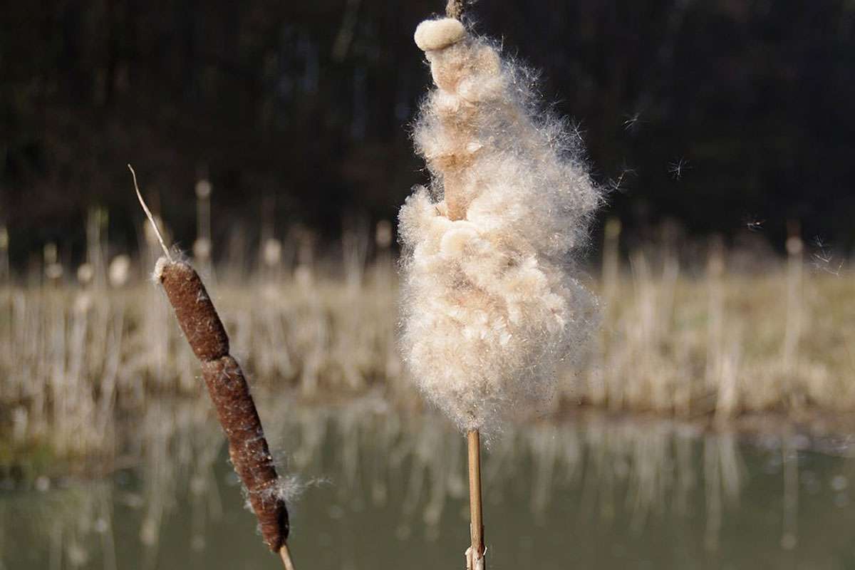 Fruchtstände und Samen des Breitblättrigen Rohrkolbens (Typha latifolia), (c) Harald Ristau/NABU-naturgucker.de