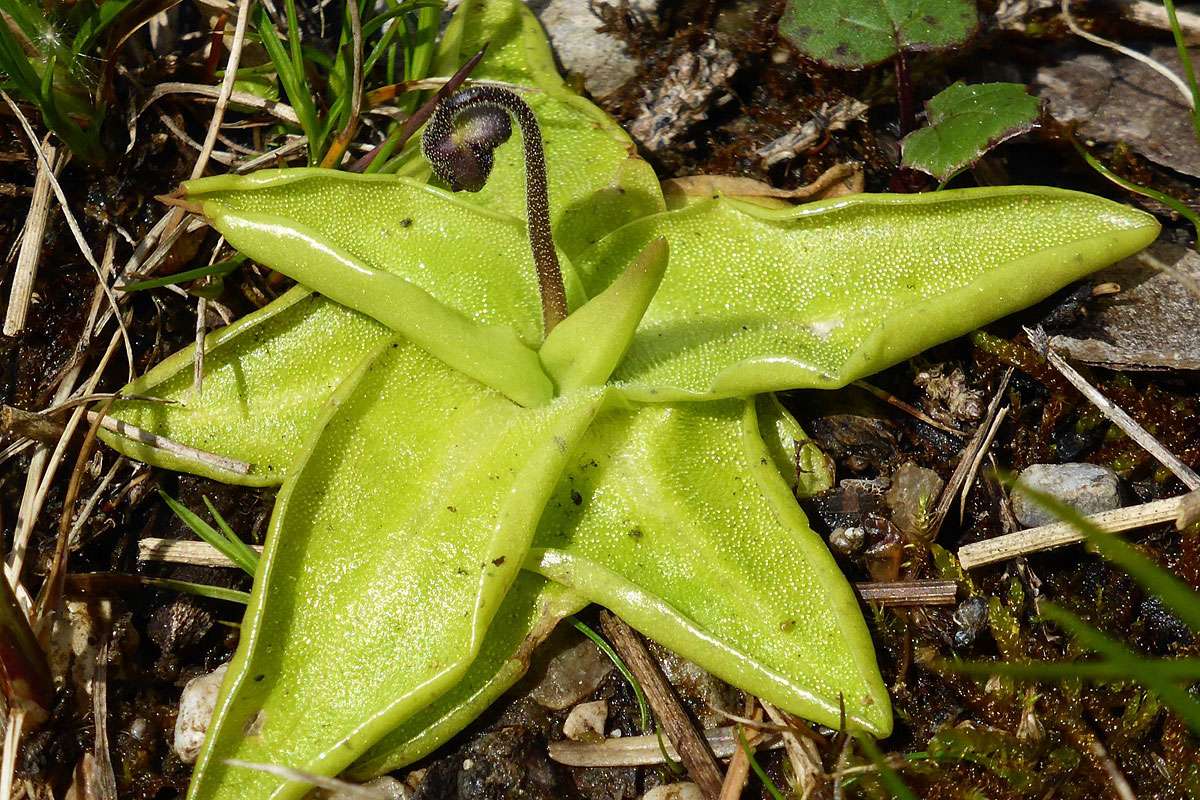 Fettkraut (Pinguicula sp.) wächst meist auf nassen Böden, (c) Alexandra Wochinger/NABU-naturgucker.de