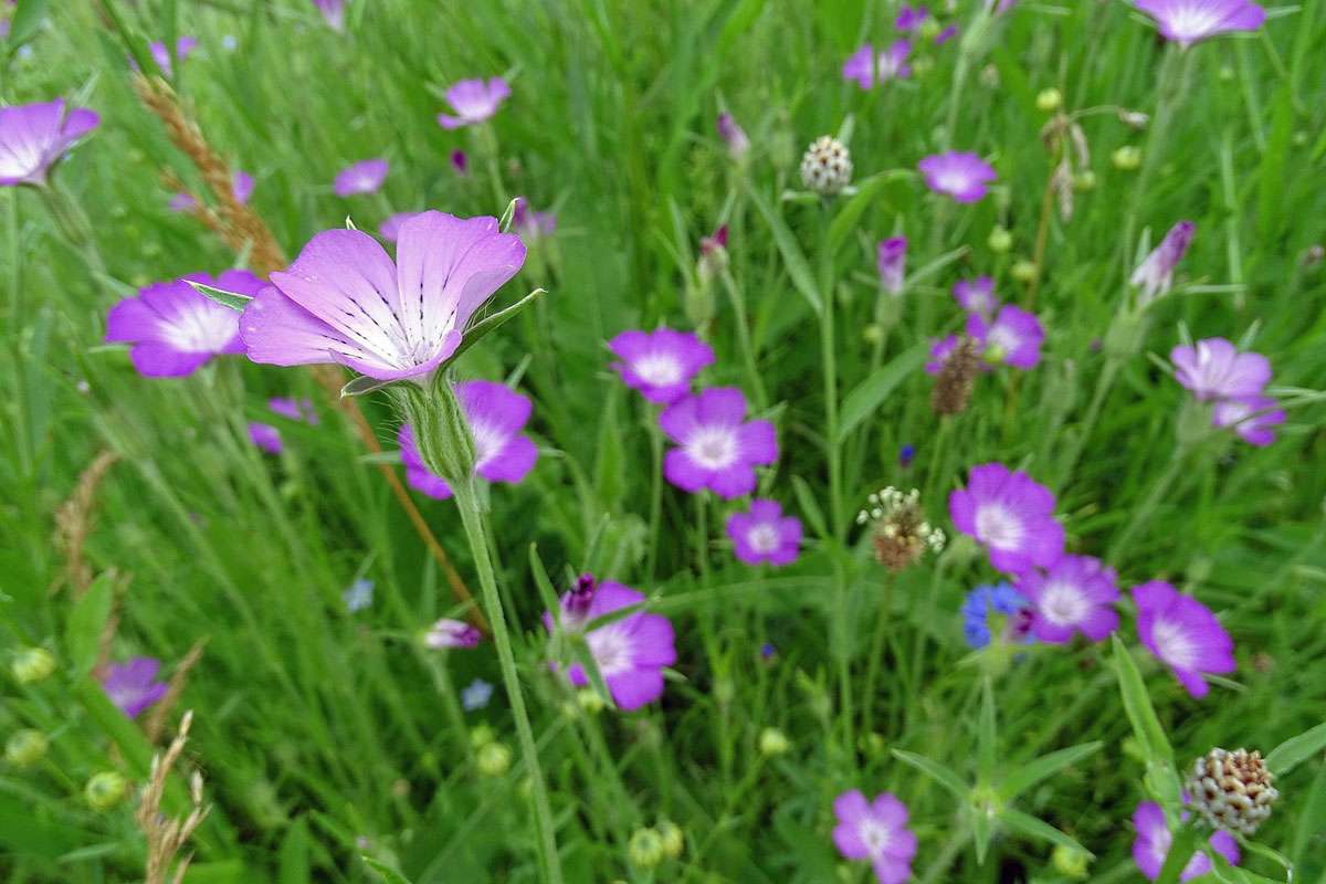 Selten geworden: Gewöhnliche Kornrade (Agrostemma githago), (c) Rainer Ziebarth/NABU-naturgucker.de