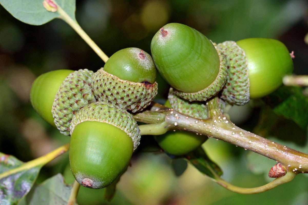 Reifende Früchte der Trauben-Eiche (Quercus petraea), (c) Hans Schwarting/NABU-naturgucker.de