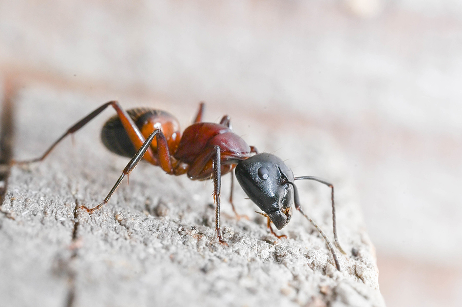 Braunschwarze/Schwarze Rossameise (Artenpaar) in Baden-Württemberg, (c) Ulrich Sach/NABU-naturgucker.de
