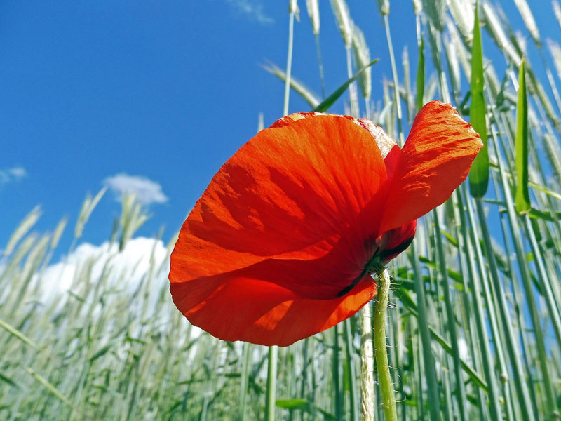 Klatschmohn in der Feldflur, (c) Hubertus Schwarzentraub/NABU-naturgucker.de