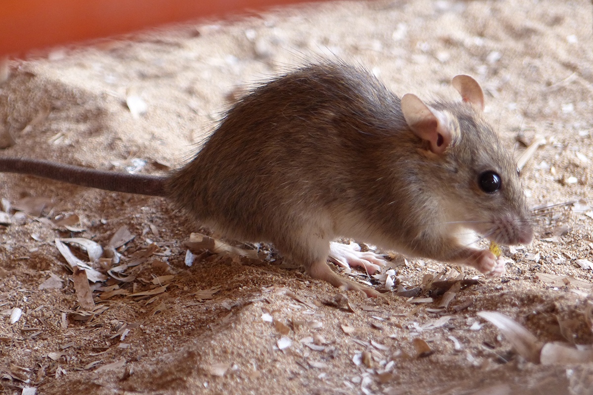 Hausratte, (c) Maike Sprengel-Krause/NABU-naturgucker.de