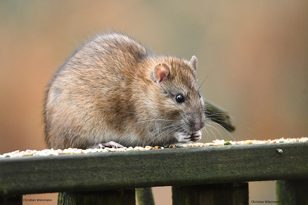 Wanderratte, (c) Christian Wiesmann/NABU-naturgucker.de