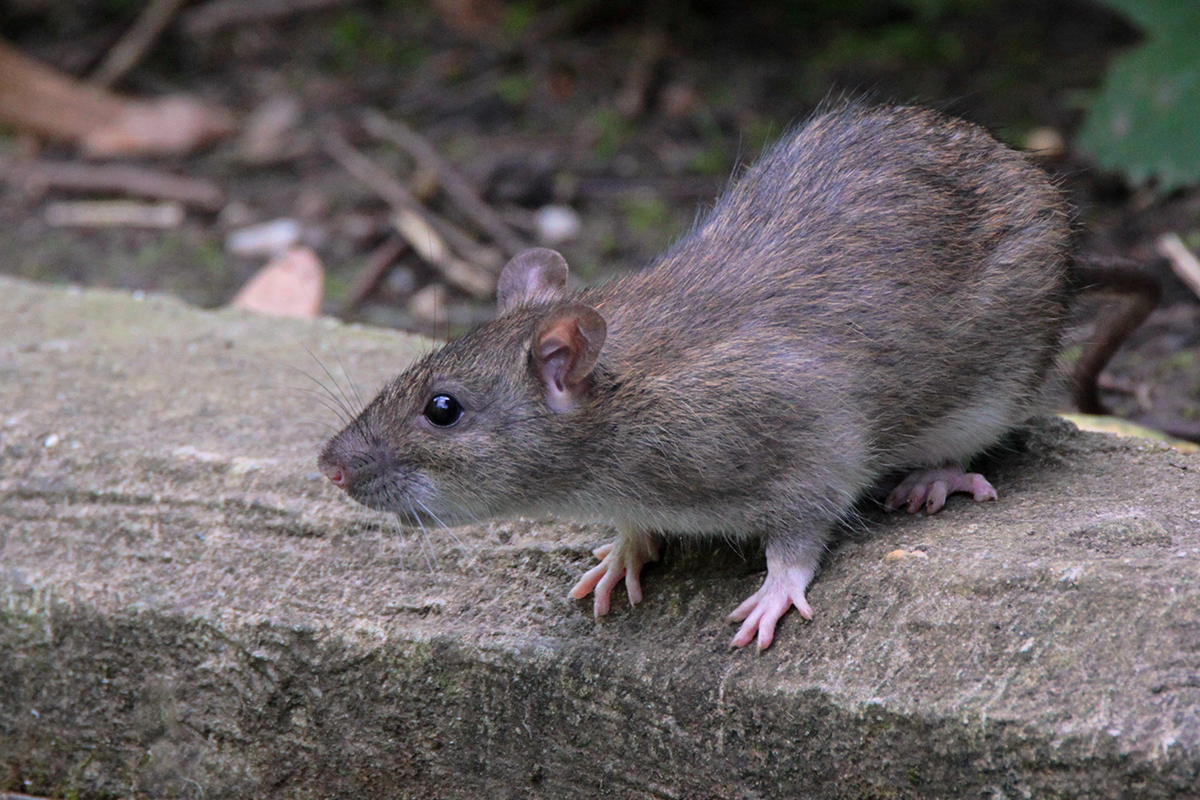 Wanderratte, (c) Kerstin Kleinke/NABU-naturgucker.de