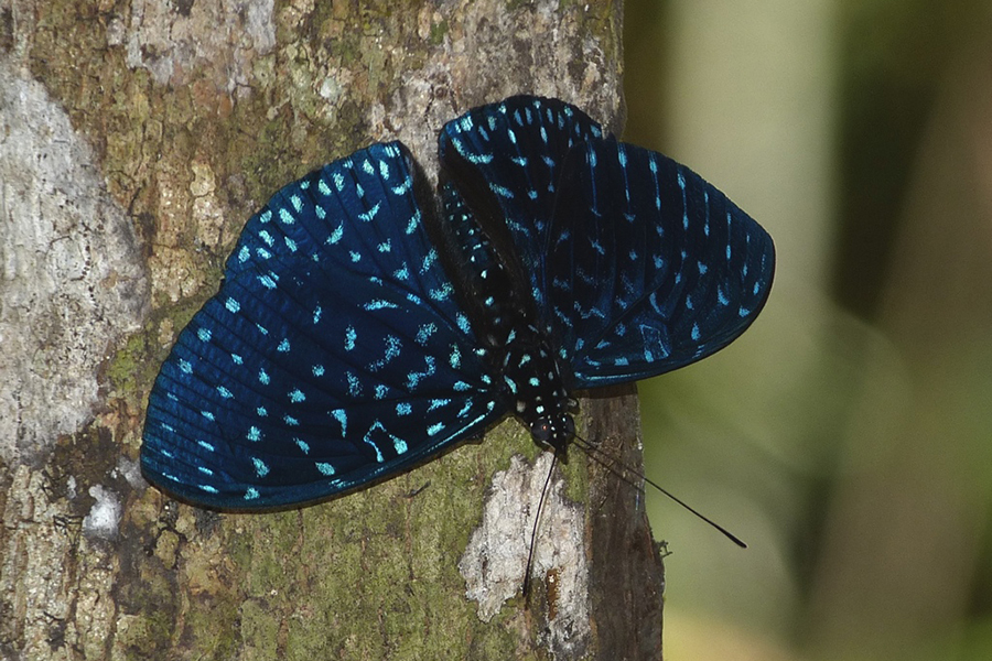 Hamadryas velutina in Brasilien, (c) Chris Engelhardt