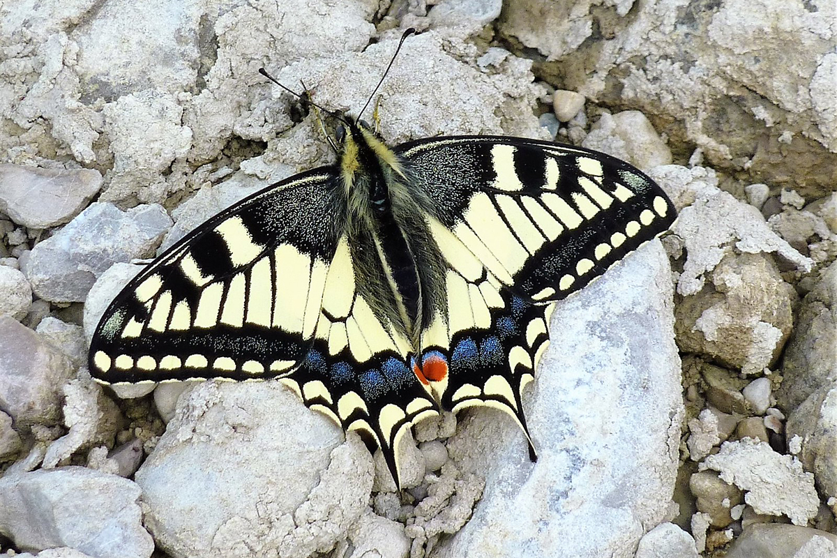 Schwalbenschwanz, (c) Heidrun Burchard/NABU-naturgucker.de