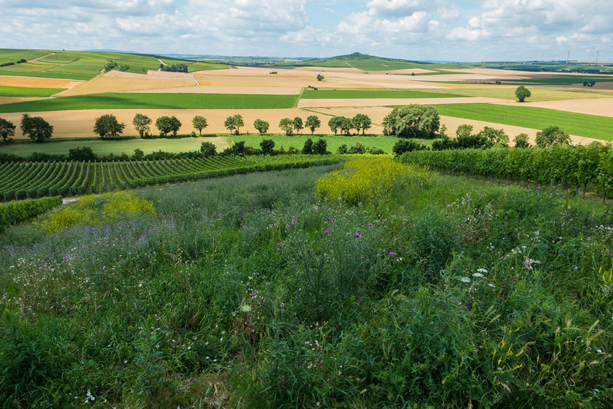 Landwirtschaftliche Nutzungen in Rheinland-Pfalz, (c) Ursula Goenner/NABU-naturgucker.de