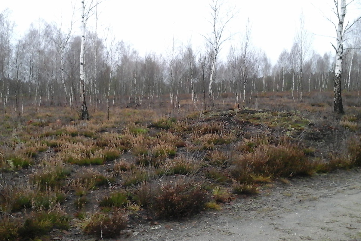 Waldbrandfläche in Brandenburg im Januar 2016, (c) Martin Badack