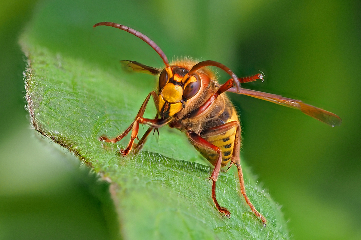 Europäische Hornisse, (c) Bernhard Konzen/NABU-naturgucker.de