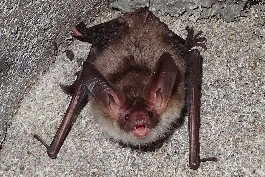 Bechsteinfledermaus, in Deutschland stark gefährdet, (c) Hans Prün/NABU-naturgucker.de
