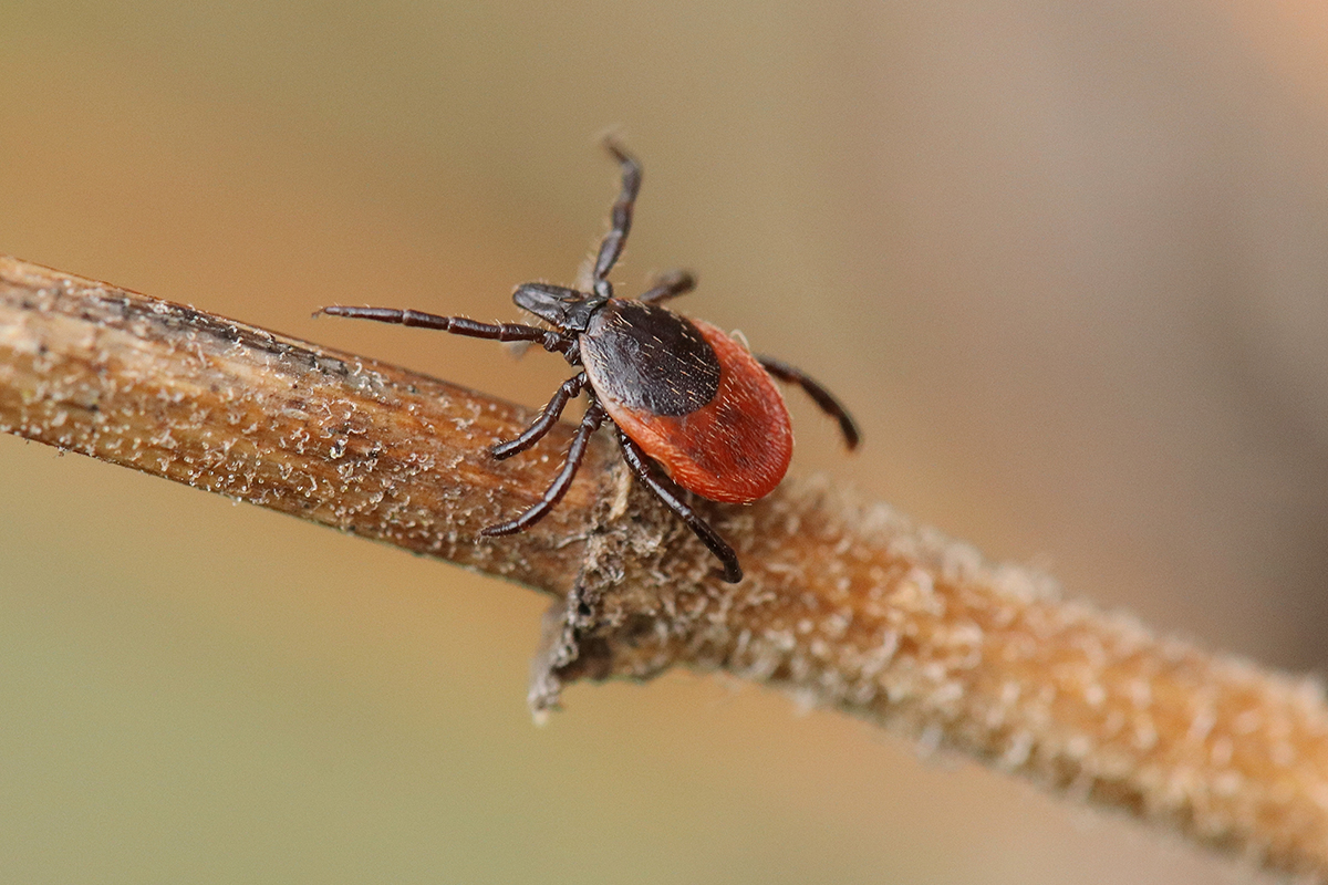 Gemeiner Holzbock, (c) Thilo Bruder/NABU-naturgucker.de