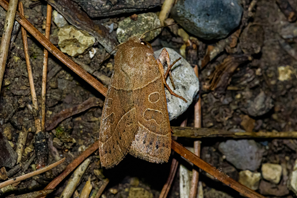 Eichenwald-Winkeleule: vom Aussterben bedroht, (c) Patrick Helpap/NABU-naturgucker.de