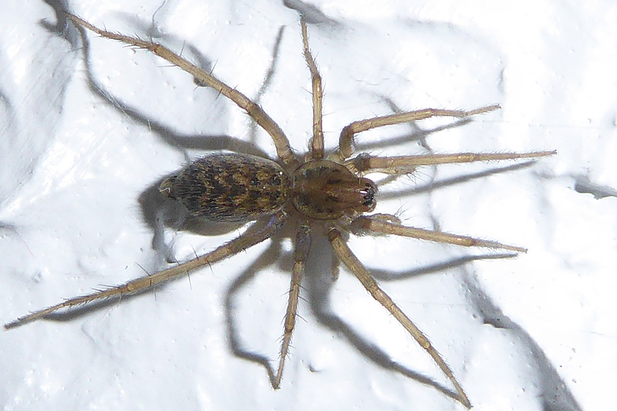 Große Hauswinkelspinne, (c) Ludger Buller/NABU-naturgucker.de