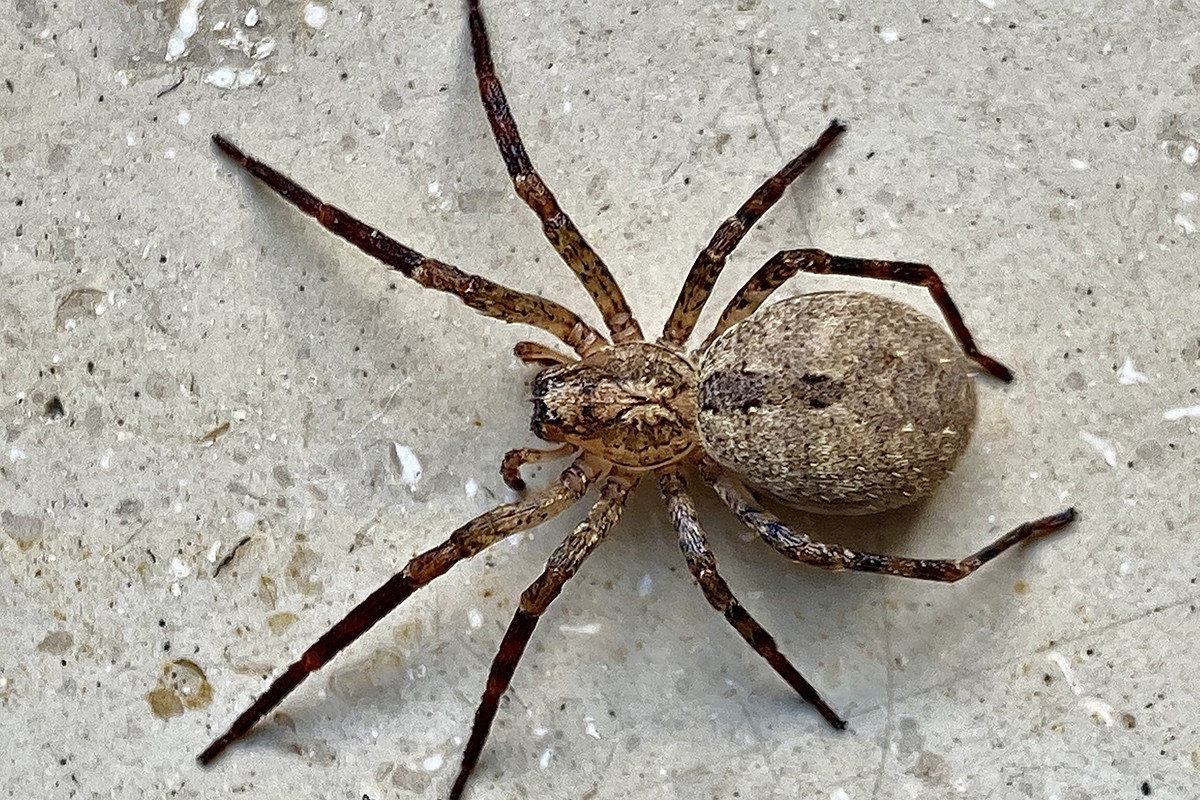 Nosferatu-Spinne, (c) Erich Junginger/NABU-naturgucker.de