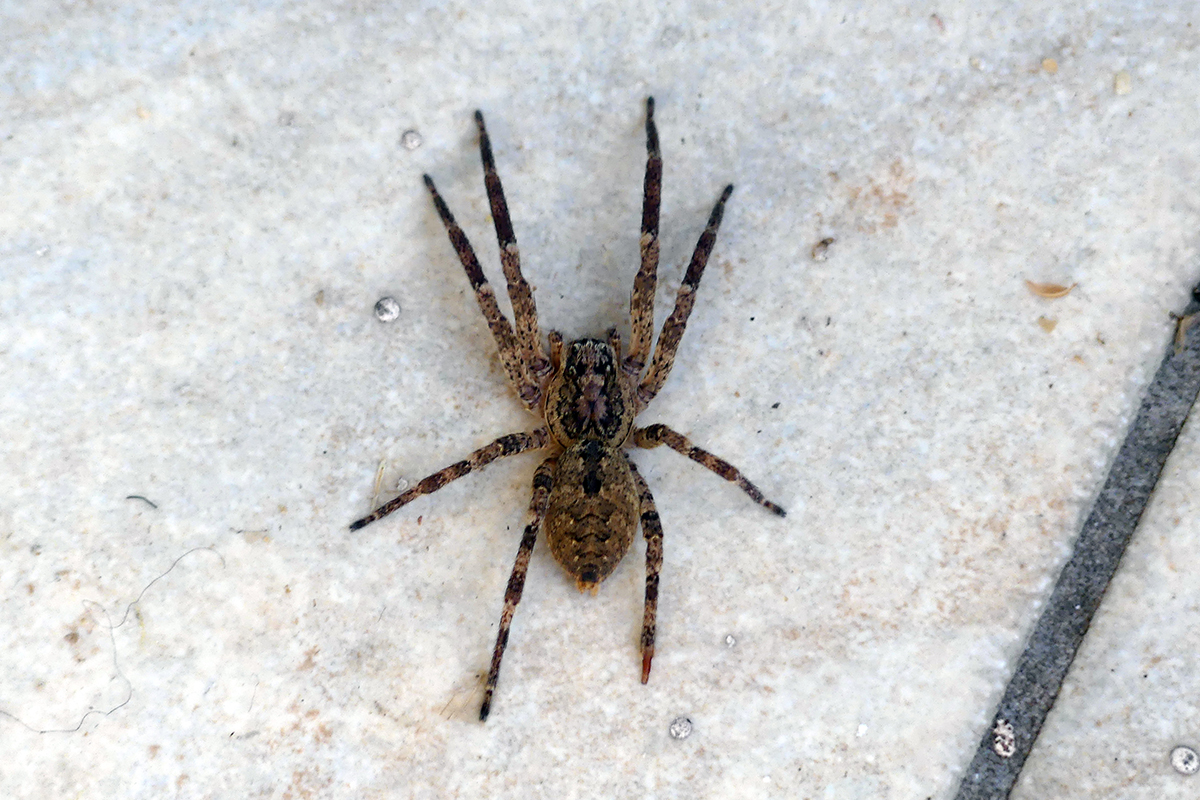 Nosferatu-Spinne, (c) Gudrun Treiber/NABU-naturgucker.de