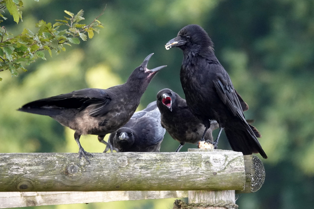 Rabenkrähe füttert ihre Jungen, (c) Artur Segadlo/NABU-naturgucker.de
