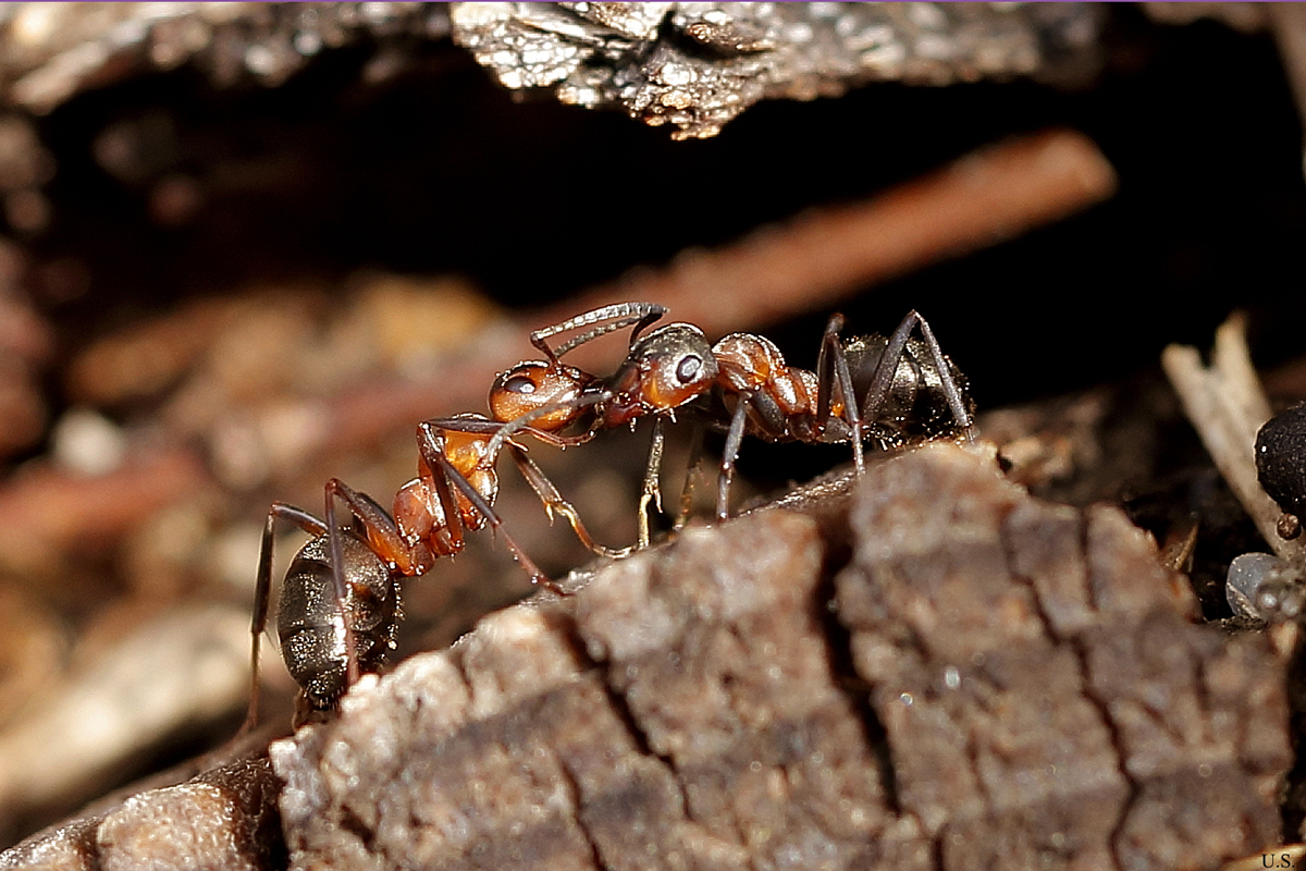 Unsere bekanntesten Ameisen: Rote Waldameisen, (c) Ursula Spolders/NABU-naturgucker.de