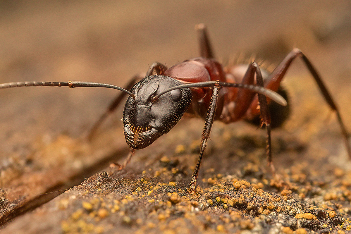 Braunschwarze Holzameise im Porträt, (c) Christian Stepf/NABU-naturgucker.de