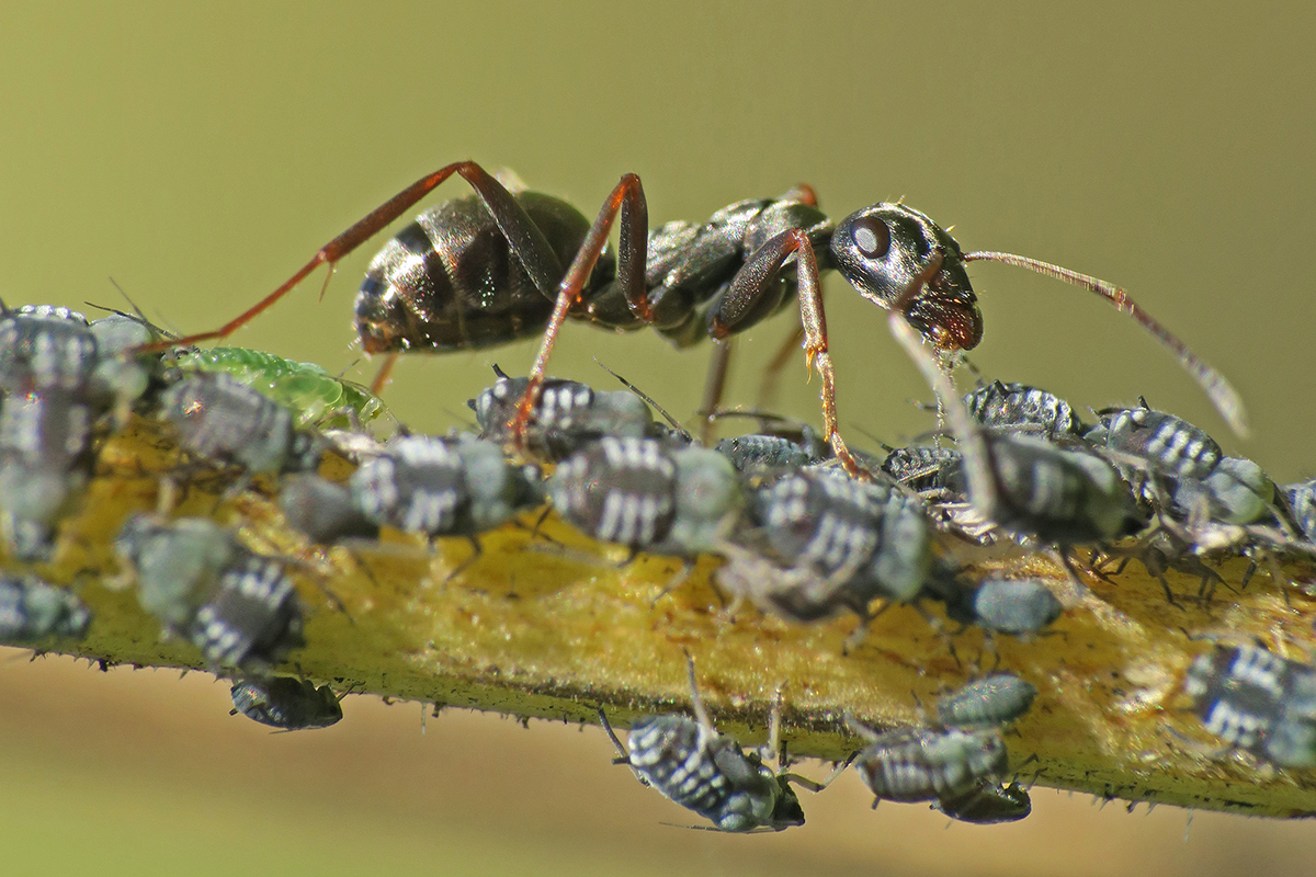 Wegameise mit Blattläusen, (c) Gerwin Bärecke/NABU-naturgucker.de

