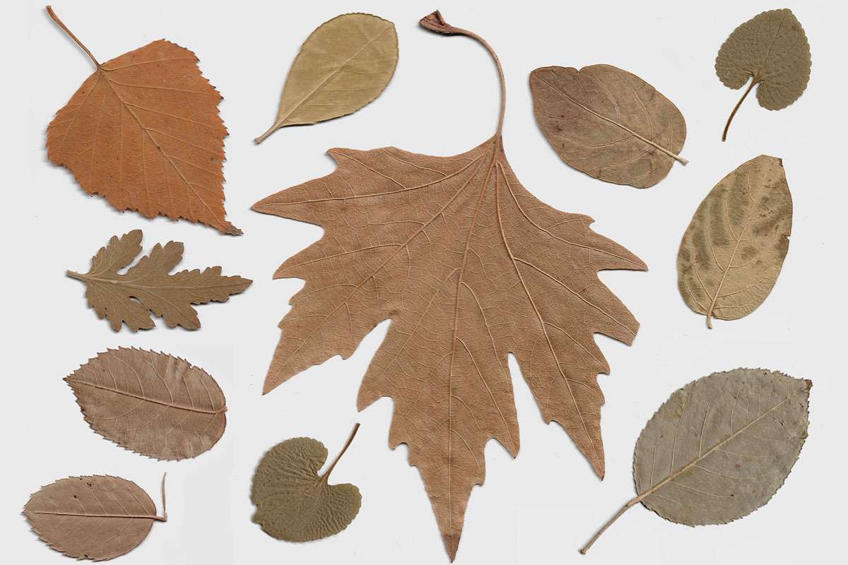 Mit Laub lässt sich ein Herbar anlegen, (c) Jo Re/Pixabay