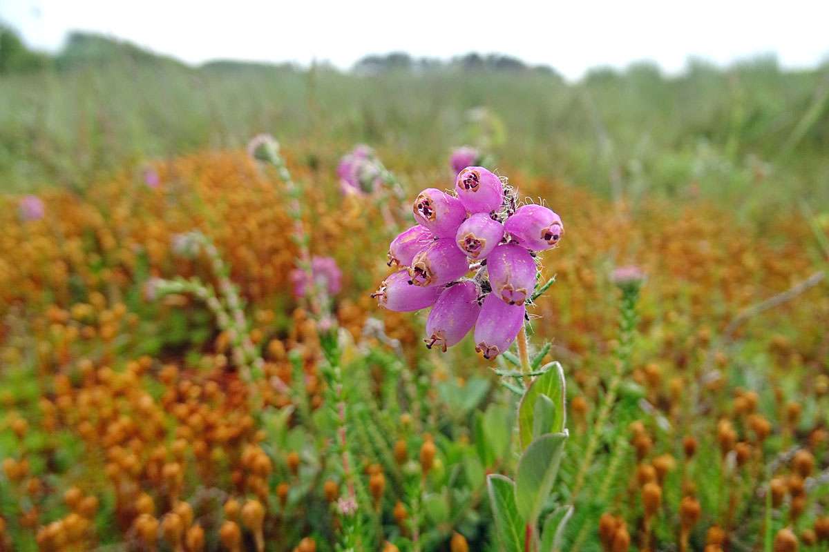 Blühende Glocken-Heide (Erica tetralix), (c) Rainer Ziebarth/NABU-naturgucker.de