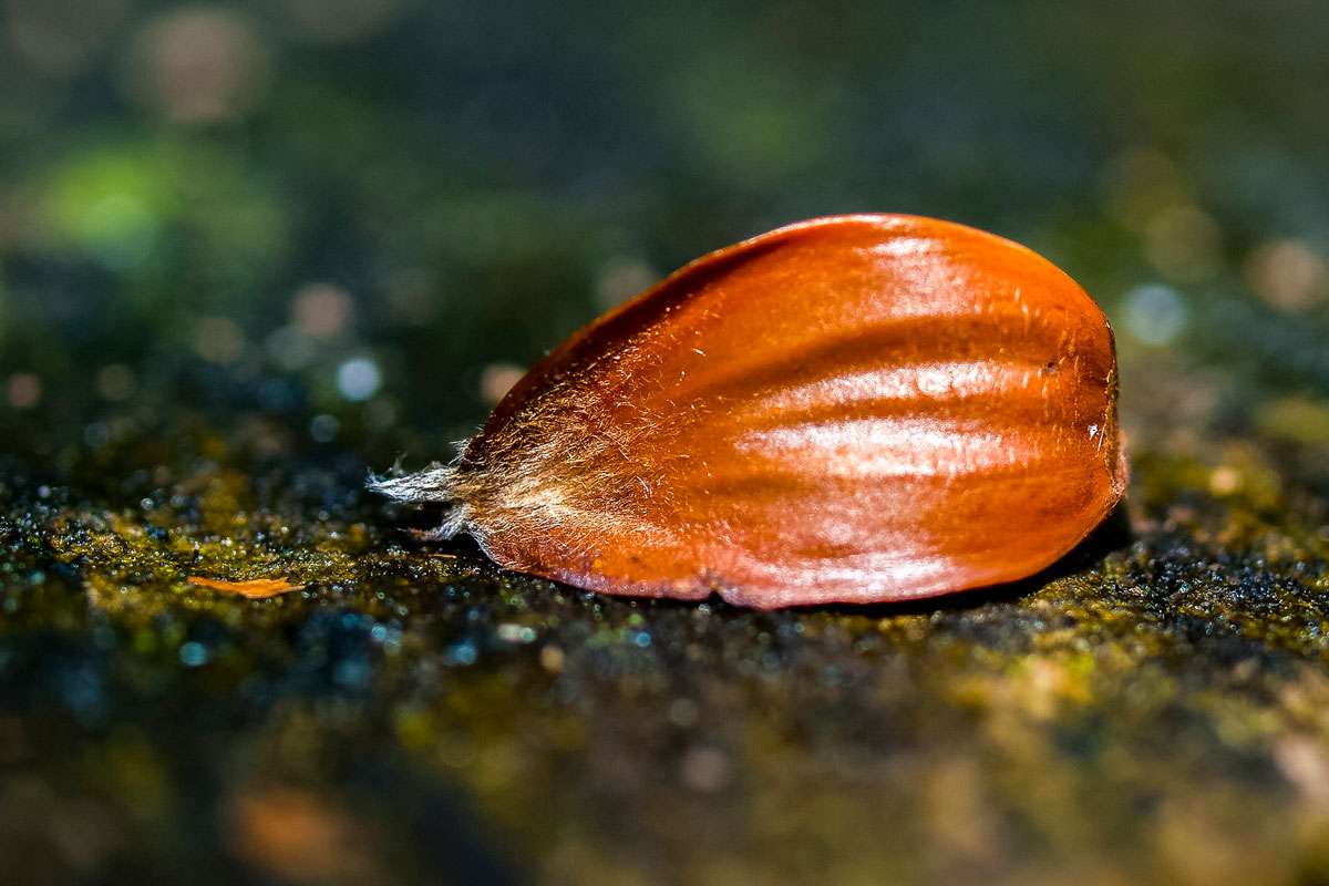 Buchecker = Frucht der Rot-Buche (Fagus sylvatica), (c) Kathy Büscher/NABU-naturgucker.de