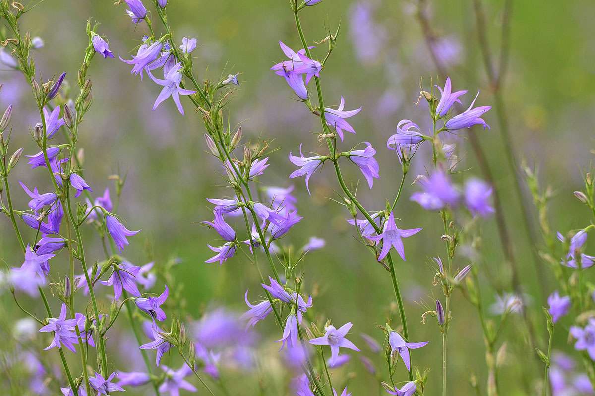Rapunzel-Glockenblume (Campanula rapunculus), (c) Josef Alexander Wirth/NABU-naturgucker.de