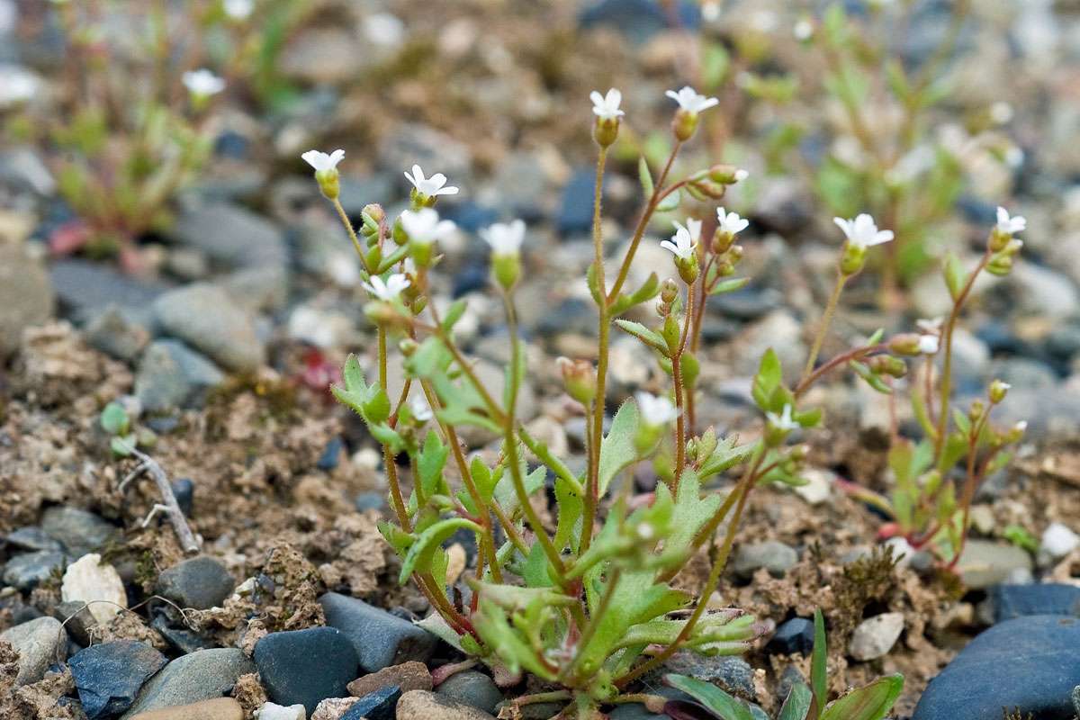 Dreifinger-Steinbrech (Saxifraga tridactylites), (c) Stefan Munzinger/NABU-naturgucker.de