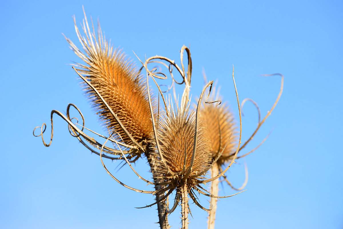Fruchtstände der Wilden Karde (Dipsacus fullonum), (c) Elke Sinaga/NABU-naturgucker.de