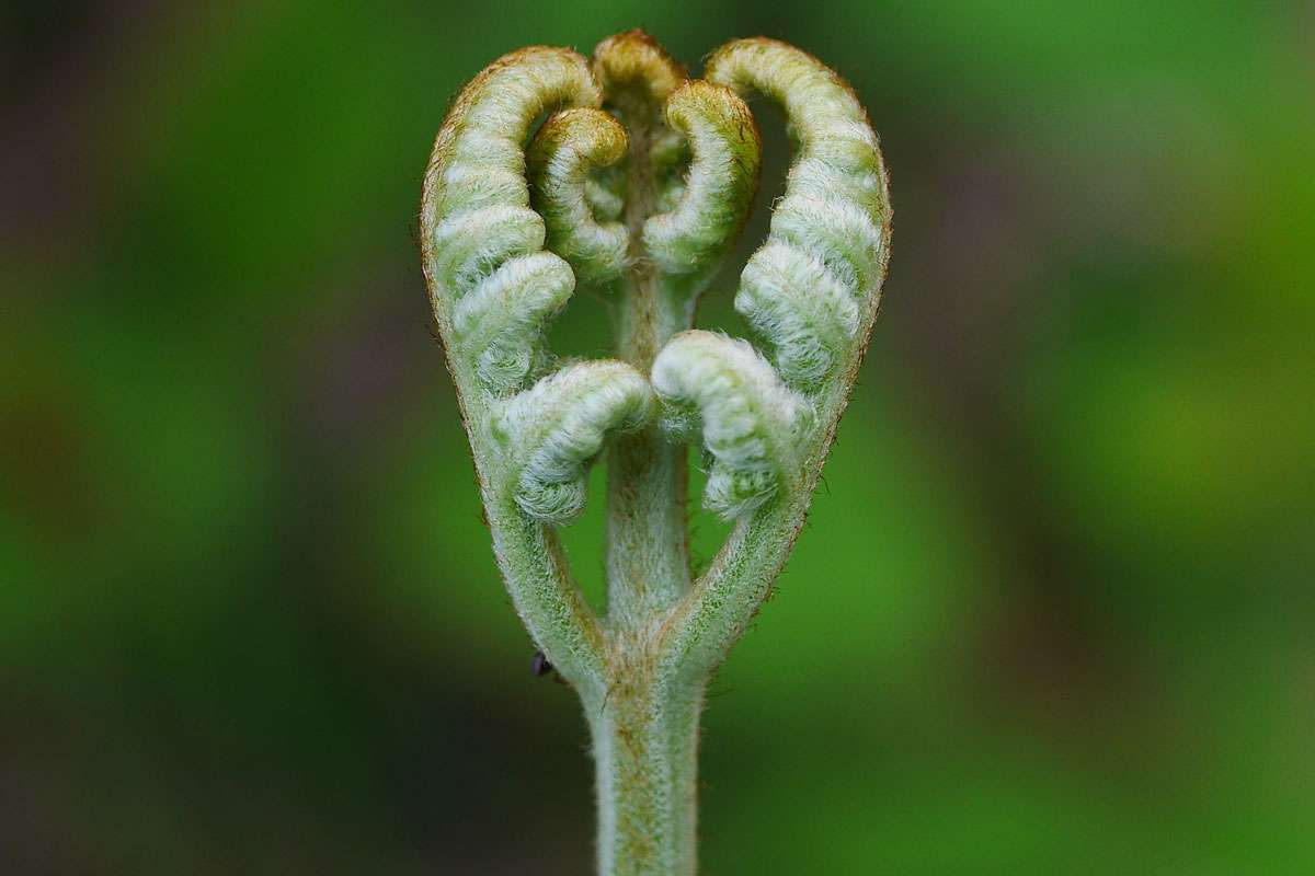 Adlerfarn (Pteridium aquilinum), (c) Jürgen Seibel/NABU-naturgucker.de