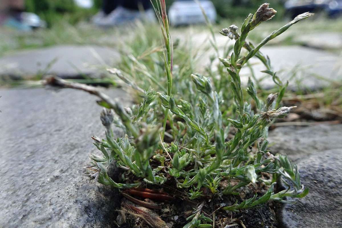 Acker-Filzkraut (Filago arvensis) in Pflasterritzen, (c) Lutz Rothmann/NABU-naturgucker.de