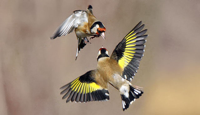 Zwei Vögel die sich angucken