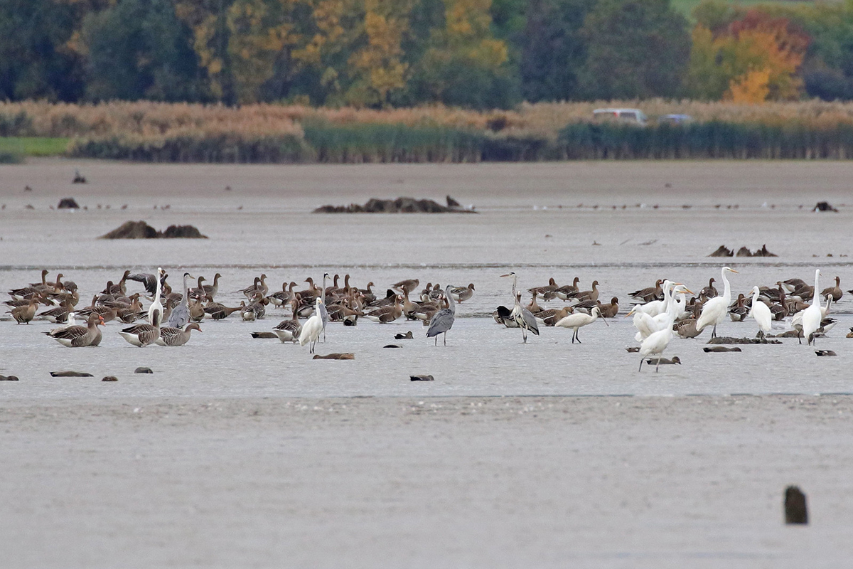 Verschiedene Arten von Wasservögeln im Oktober 2022 in Thüringen, (c) Jens Winter/NABU-naturgucker.de