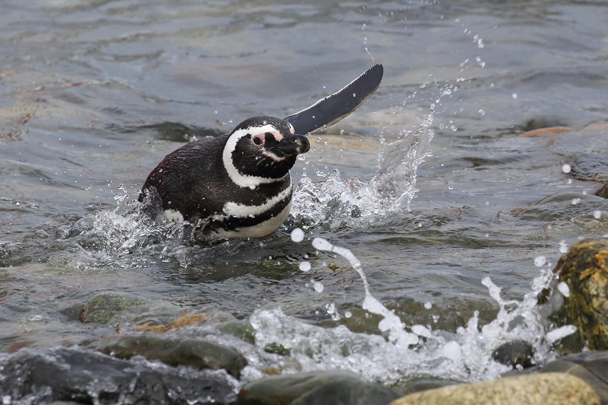 Magellanpinguin in Chile; die Art wird auf der Vorwarnliste geführt, (c) Axel Schallwich/NABU-naturgucker.de