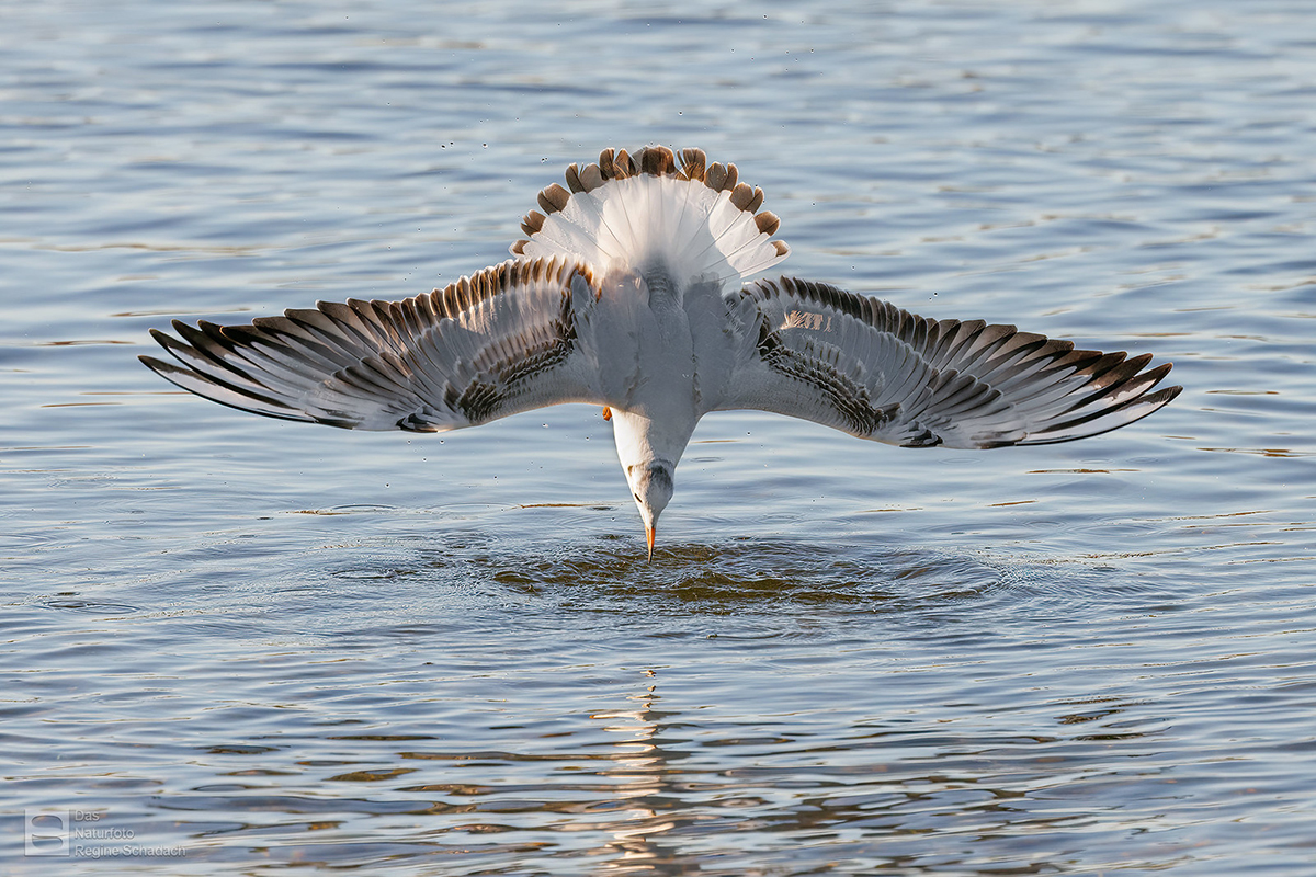 Lachmöwe beim Stoßtauchen; die ungefährdete Art hat ein breites Nahrungsspektrum, (c) Regine Schadach/NABU-naturgucker.de