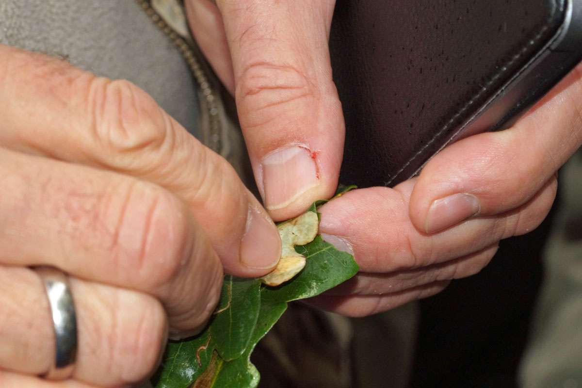 Genaue Betrachtung einer Blattmine, (c) Gaby Schulemann-Maier/NABU-naturgucker.de