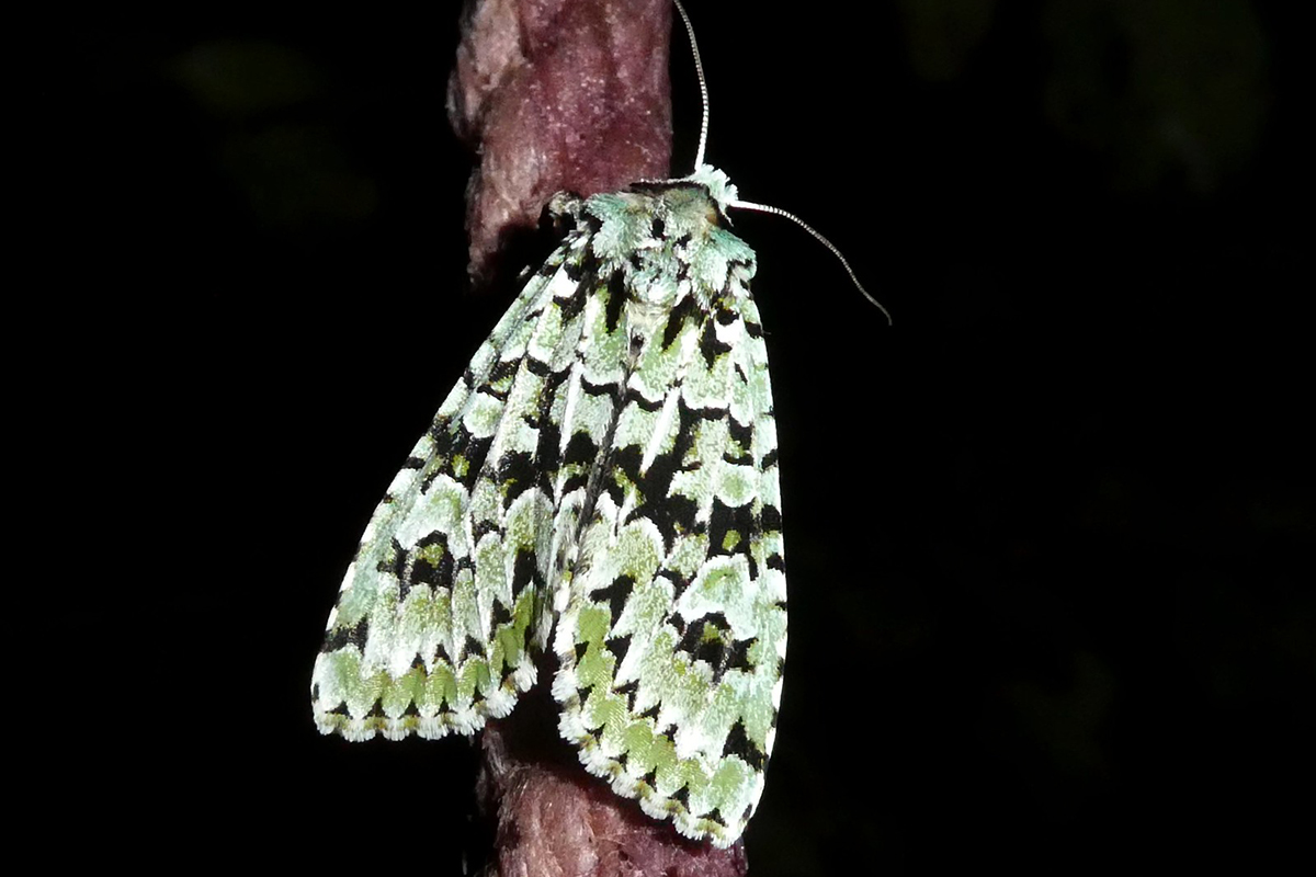 Grüne Eicheneule, (c) Hans Prün/NABU-naturgucker.de