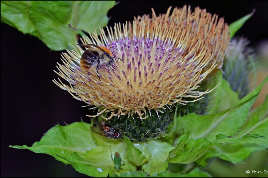 Ackerhummel, Fliege und Wanze an Kohl-Kratzdistel, (c) Hans Schwarting/NABU-naturgucker.de