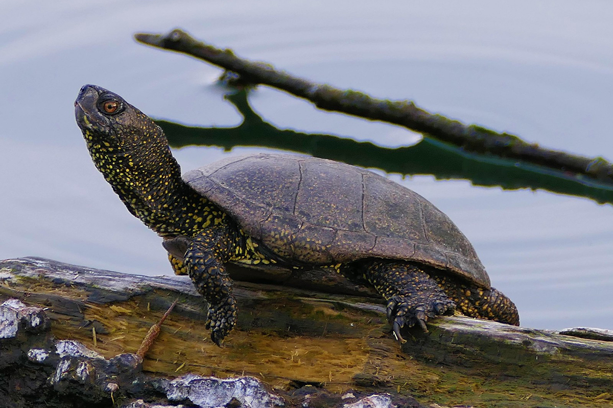 Europäische Sumpfschildkröte in Baden-Württemberg, (c) Stefanie Pietsch/NABU-naturgucker.de