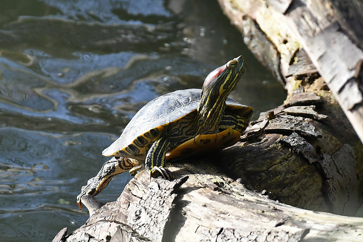 Rotwangen-Schmuckschildkröte im Naturschutzgebiet Wagbachniederung in Baden-Württemberg, (c) Harald Bott/NABU-naturgucker.de
