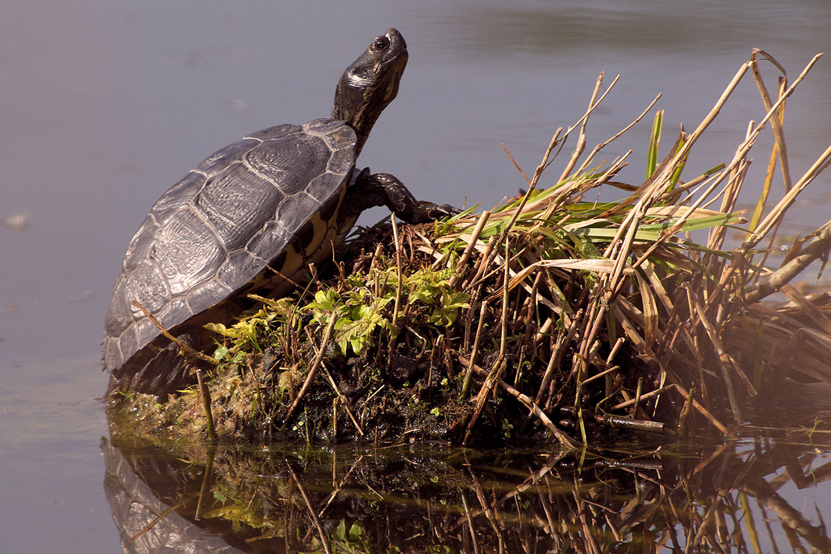 Gewöhnliche Schmuckschildkröte im Naturschutzgebiet Wagbachniederung in Baden-Württemberg, (c) Frank Philip Gröhl/NABU-naturgucker.de