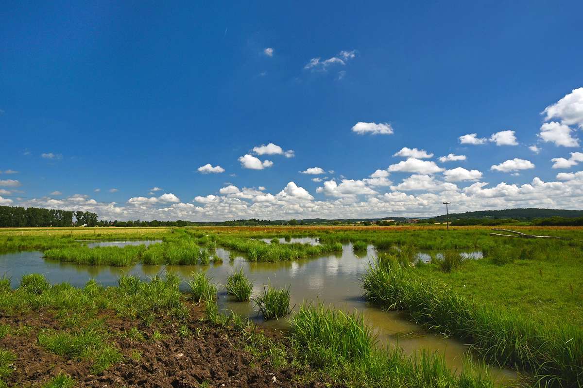 Feuchtwiese, (c) Hans Schwarting/NABU-naturgucker.de