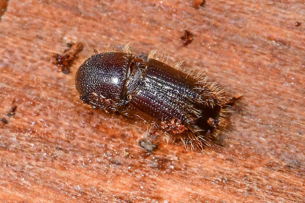 Buchdrucker, (c) Peter Reus/NABU-naturgucker.de