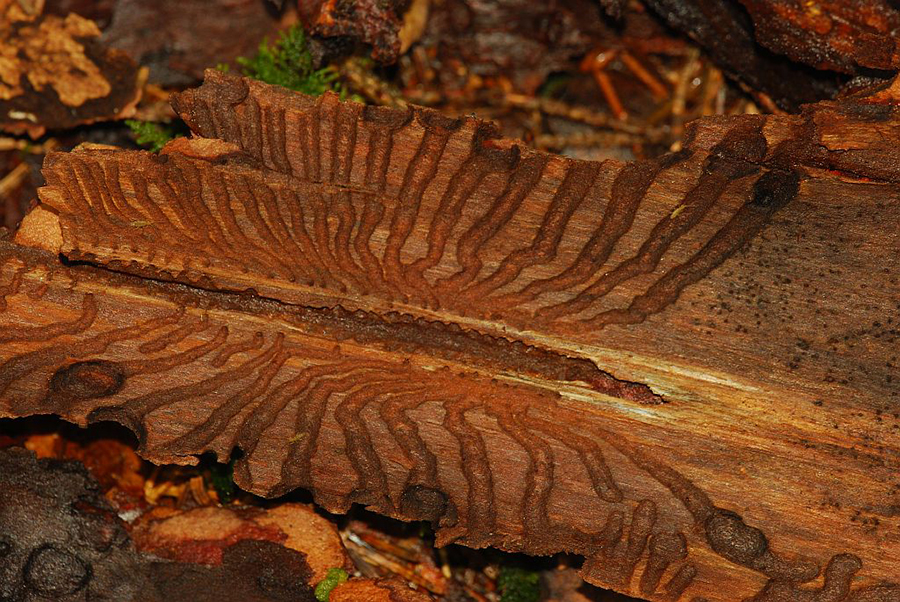 Typischer Buchdruckerbefall in Fichtenrinde, (c) Dieter Gschwend/NABU-naturgucker.de