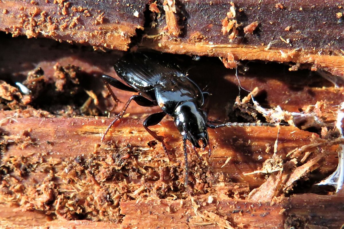 Gewöhnlicher Wald-Grabläufer, (c) Andreas Röcker/NABU-naturgucker.de