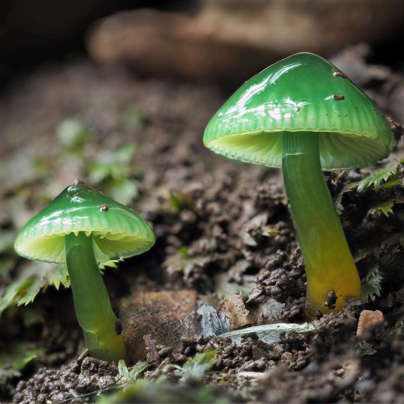 Öffnen 4. Pilze in naturnahen Lebensräumen