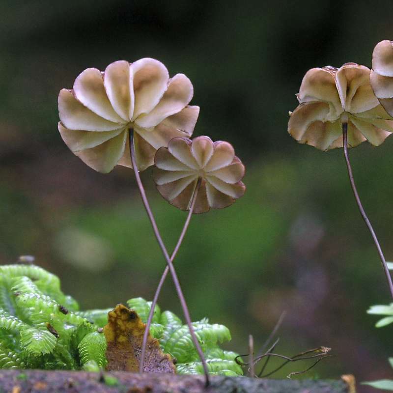 Öffnen 6. Pilze im Wandel der Zeit